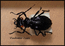 Russian Black Bug