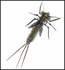 ZV- D-grub
