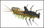 ZV- baetis N