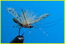 ZV-fly caddis
