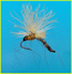 CDC Midge Pupa